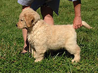 charms goldens deedee1