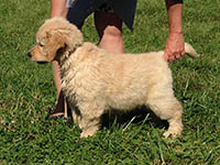 charms goldens deedee2